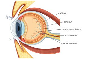 Ilustração anatômica do olho humano mostrando partes essenciais como retina, mácula, vasos sanguíneos, nervo óptico, humor vítreo, e sua descrição detalhada em um diagrama educativo.