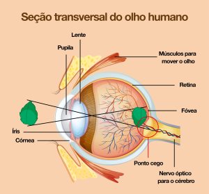 Ilustração detalhada da seção transversal do olho humano mostrando componentes como córnea, íris, pupila, lente, retina, fóvea, nervo óptico, membros para mover o olho e ponto cego, destacando a anatomia ocular para estudo e compreensão.