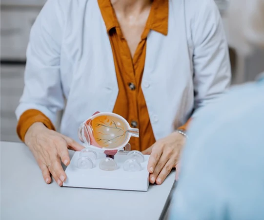 Modelo de olho humano em consulta médica, mostrando estruturas oculares. A imagem ilustra uma explicação sobre a anatomia do olho.